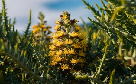 Tribulus Terrestris Benefits and Uses Guide