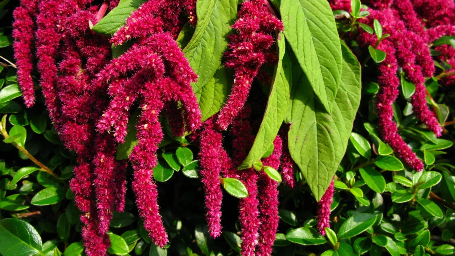 Amaranth: Discover the Nutritious Ancient Grain