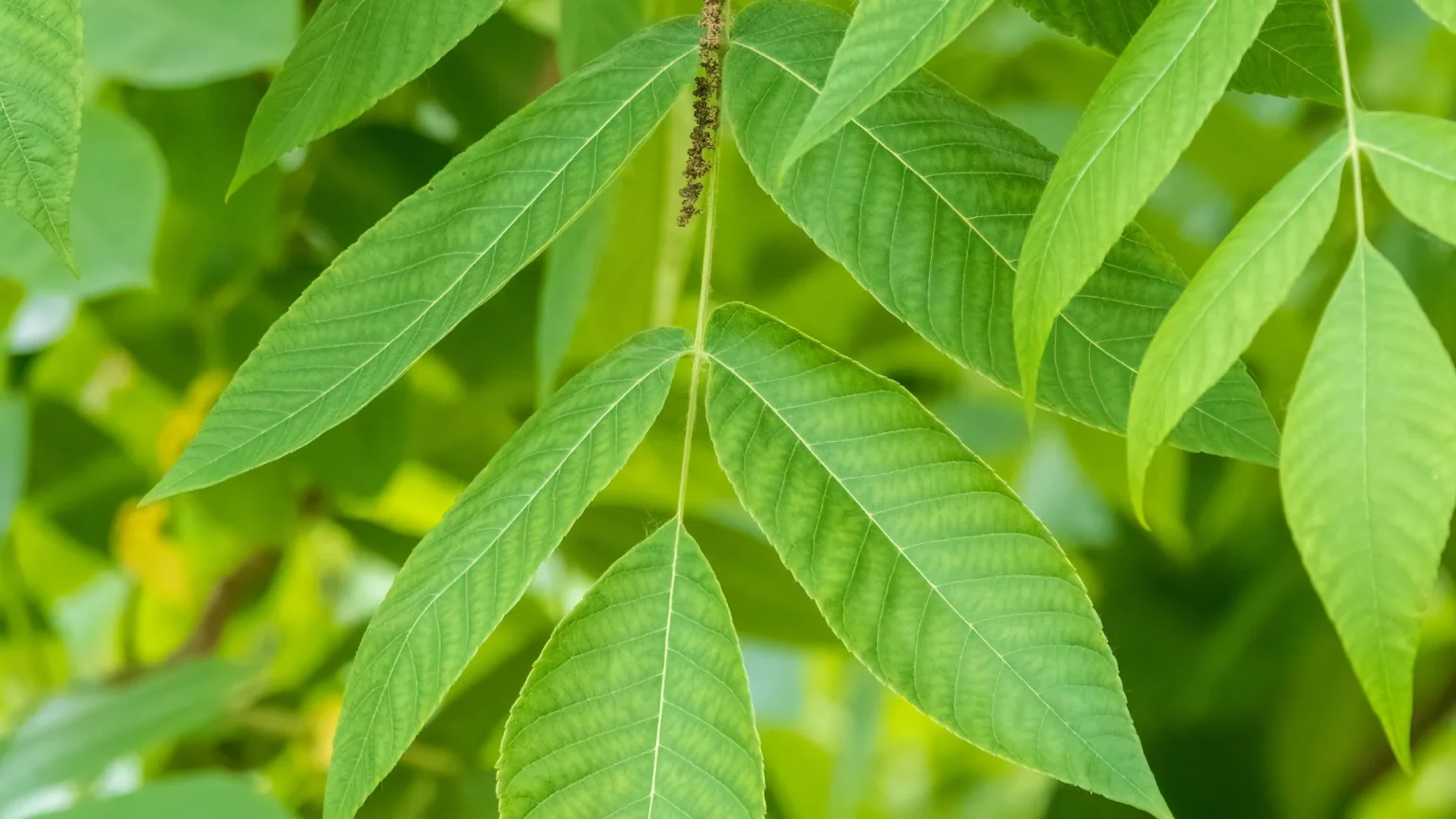 Amur Cork Bark (Phellodendron Amurense)