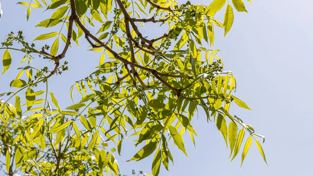 Discover the Amur Cork Bark (Phellodendron Amurense) Tree