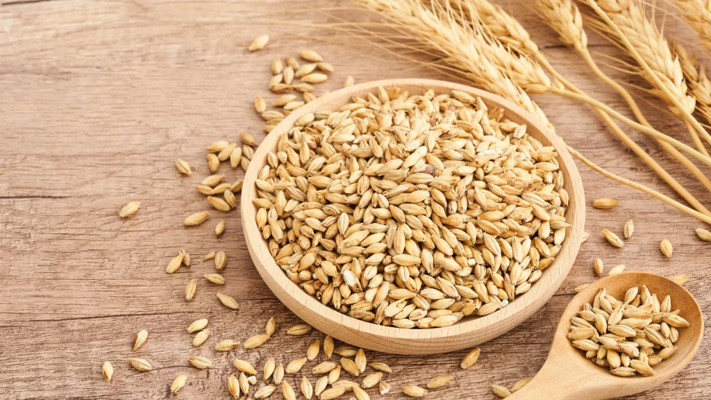 Barley Discover the Nutritious and Versatile Grain 1 1