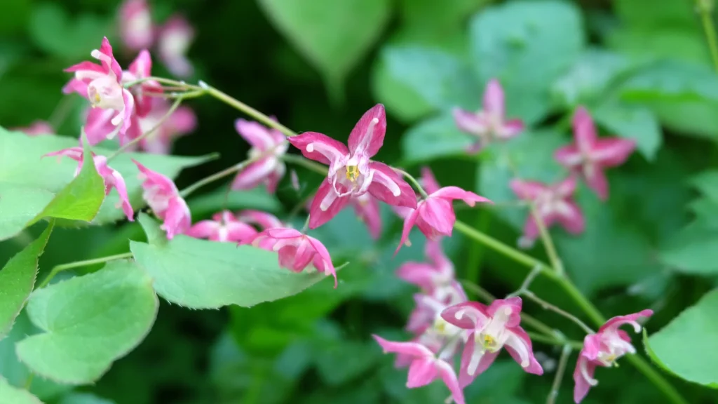 Epimedium