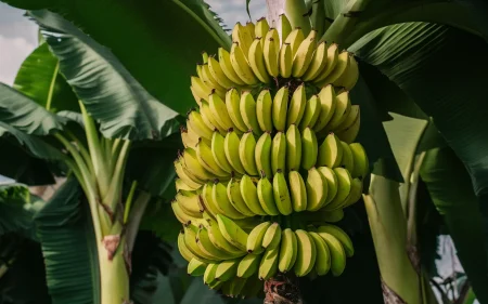 Guide to Bananas Nutritional Benefits & Uses