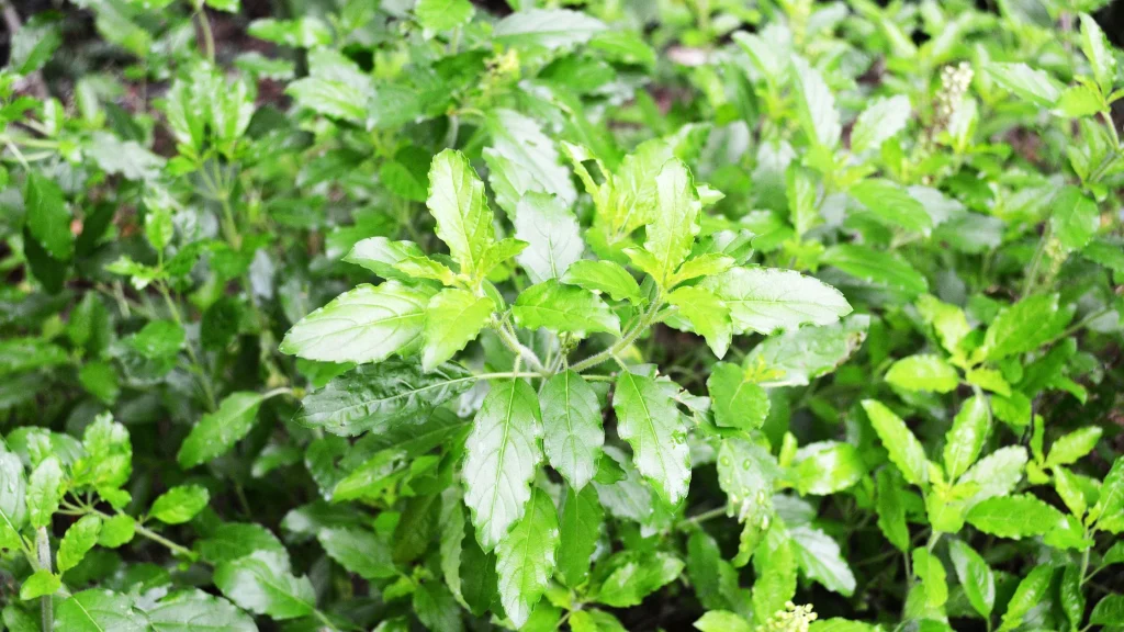 Holy Basil (Ocimum Sanctum) - Benefits and Uses