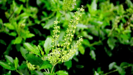 Holy Basil (Ocimum Sanctum) - Benefits and Uses