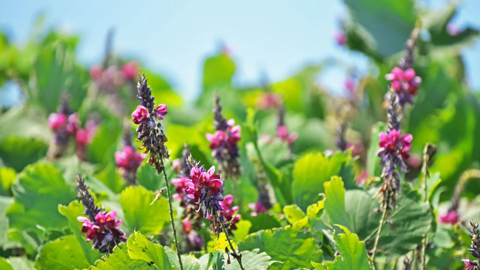 Kudzu (Pueraria Lobata) - A Versatile Vine for Health