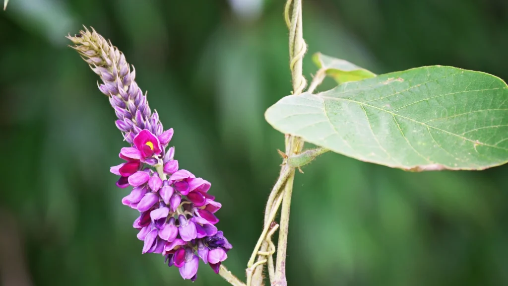 Kudzu (Pueraria Lobata) - A Versatile Vine for Health