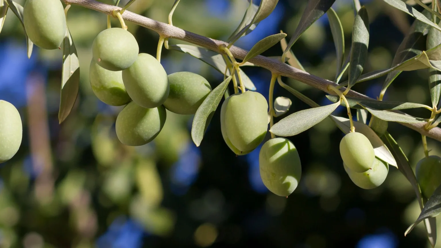 Oleuropein (Olea Europaea) - Nature's Powerful Antioxidant