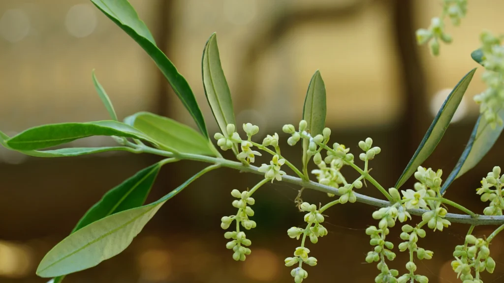 Oleuropein (Olea Europaea) - Nature's Powerful Antioxidant