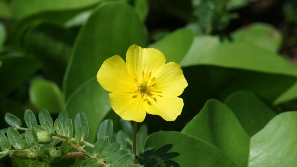 Tribulus Terrestris